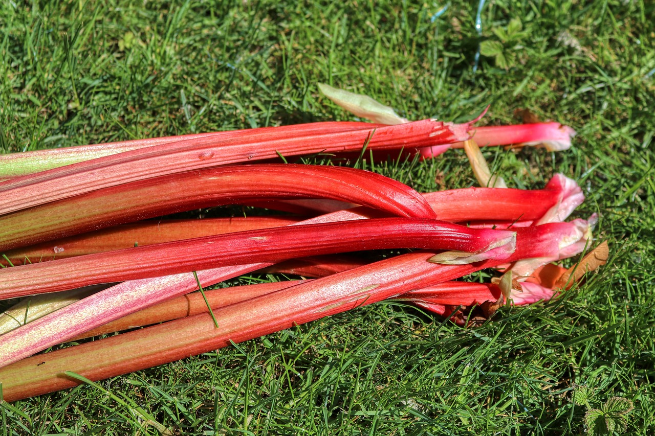 rhubarb 5145911 1280 d6a83