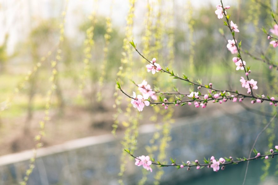 Spring. pexels1 07f14