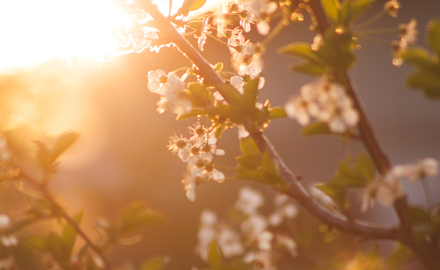 Spring.pexels 08cc6